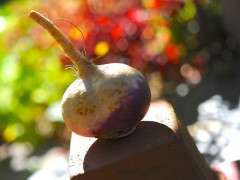 turnip image