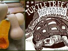 turtle tree collage image