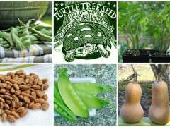 turtle tree collage image