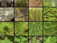 Uli Lorimer Ferns 2020 @ GITW Page 1 image