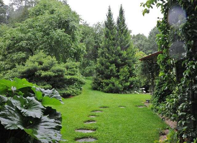 Japanes umbrella pine Margaret Roach gardenlia