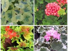 unusual geraniums at shady hill image