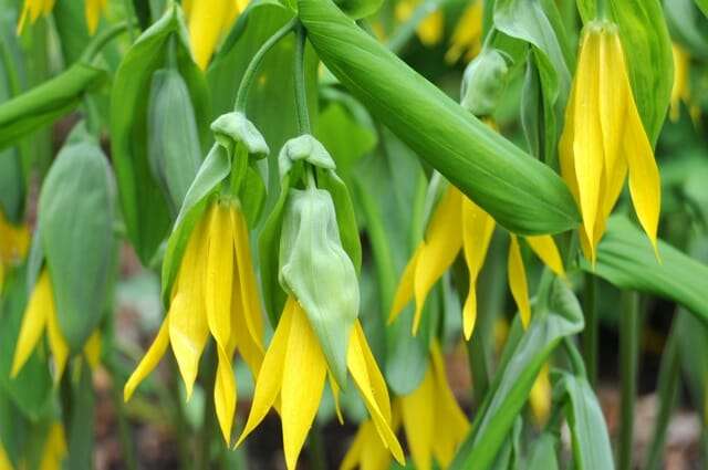 Uvularia grandiflora