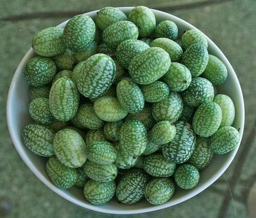 v-specialty-cucumber-mexican-sour-gherkin