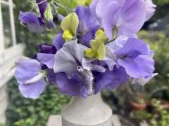 VASE OF SWEET PEAS IMG 4491 image
