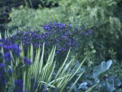 Vernonia lettermanii withYucca image