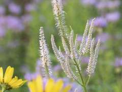 VERONICASTRUM culvers root DSC 0063 image