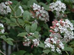 Viburnum carlesii image