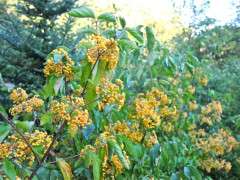 viburnum michael dodge 2 image