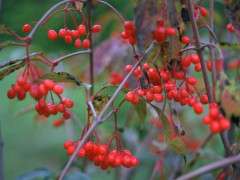 Viburnum setigerum image