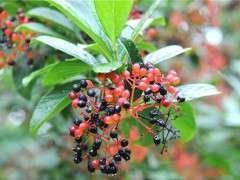 viburnum sieboldii fruit detail image