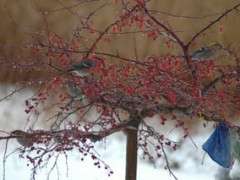 visiting pine grosbeaks image
