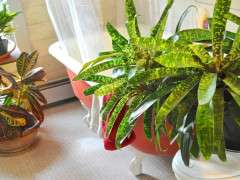 washing the houseplants image
