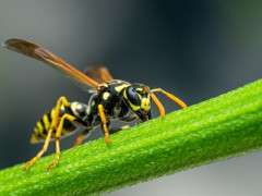 wasp sitting on plant twig image