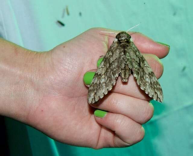 waved sphinx moth