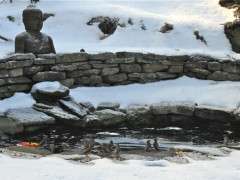 waxwings in frogpond image