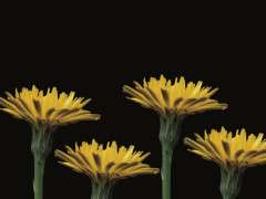 weed book image