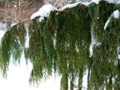 weeping alaska cdear detail image