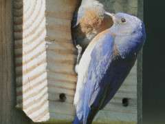 Western Bluebird pair © Tom Grey image