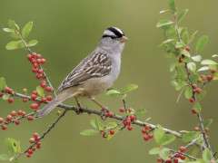 White crowned Sparrow image