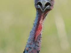 Wild Turkey Joanne Kamo 2005 image