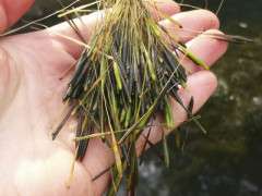 WildRiceSeeds image