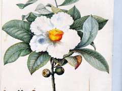 William Bartram01 image