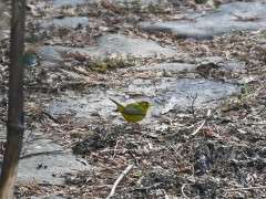 WILSONS WARBLER DSC 0146 (2) image