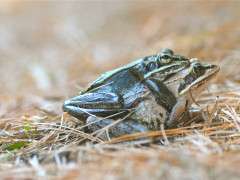 WOOD FROG DSC 4672 image