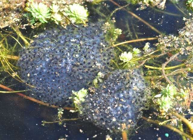 wood-frog-egg-masses