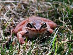 wood frog face image