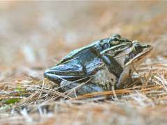 wood frog porn image