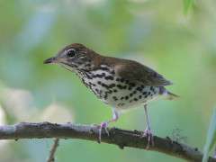 Wood Thrush Joanne Kamo image