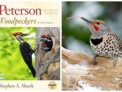 woodpecker collage image