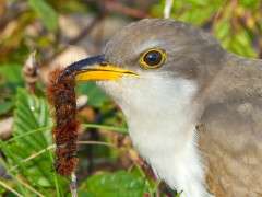 Yellow billed Cuckoo © Phil Brown 600 image