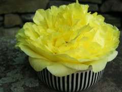 yellow tree peony image