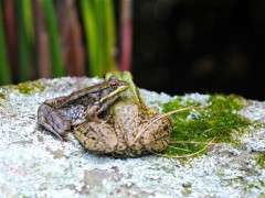 you can lean on me frog image