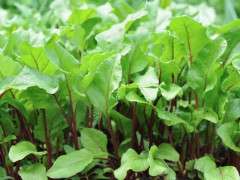 young beet greens image