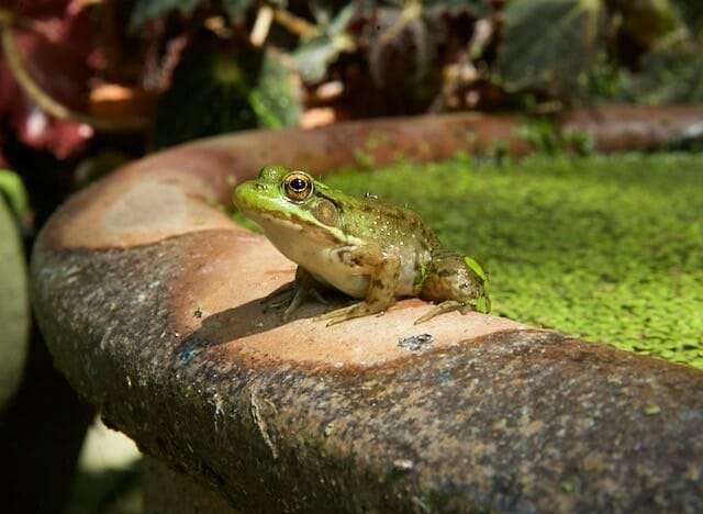 young green frog