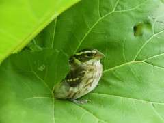 young rb grosbeak image