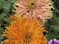 Zinnia fuzzy.jpg image