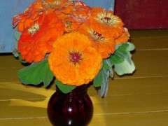 zinnias image