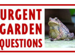 forum frog image