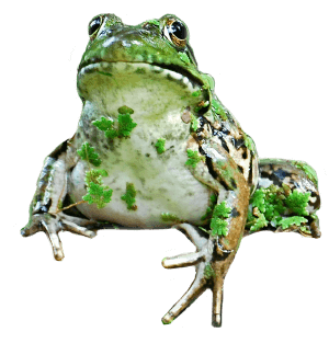 Frog