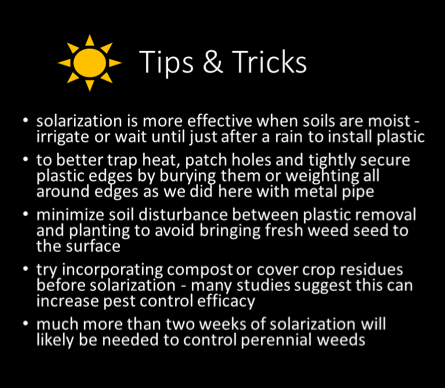 soil solarization tips for all natural weed control