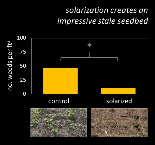 how soil solarization kills weeds